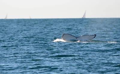 DSC_4111.JPG