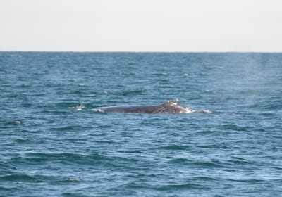 DSC_4117.JPG