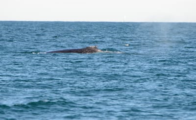 DSC_4124.JPG