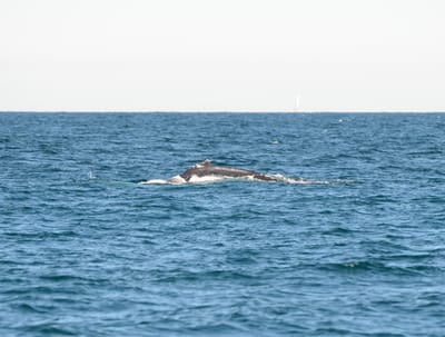 DSC_4125.JPG