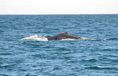 DSC_4126.JPG
