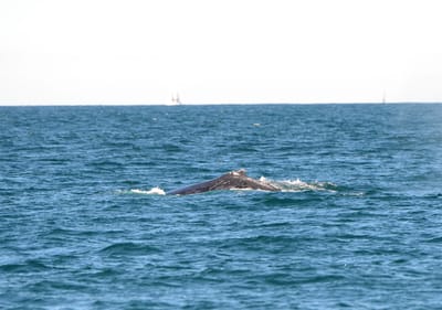 DSC_4128.JPG