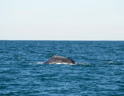DSC_4130.JPG
