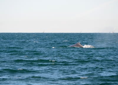 DSC_4134.JPG