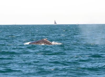 DSC_4140.JPG