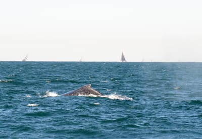 DSC_4143.JPG