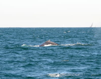 DSC_4146.JPG
