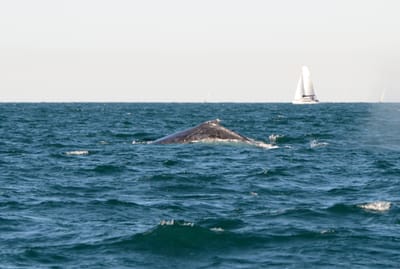 DSC_4148.JPG