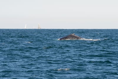 DSC_4150.JPG