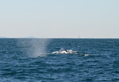 DSC_4154.JPG