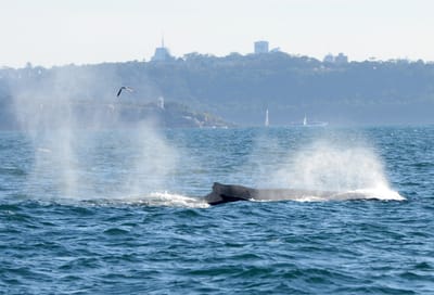 DSC_4165.JPG