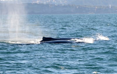 DSC_4167.JPG