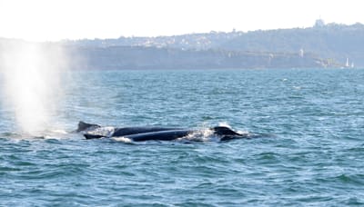 DSC_4168.JPG