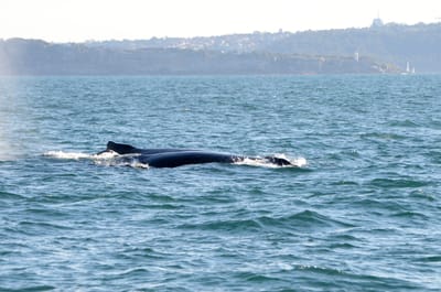 DSC_4169.JPG