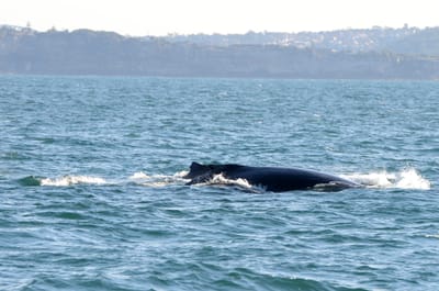 DSC_4170.JPG