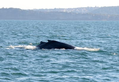 DSC_4171.JPG