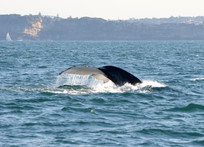 DSC_4174.JPG