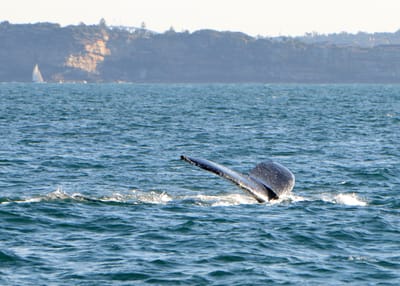 DSC_4177.JPG