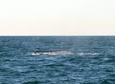 DSC_4179.JPG