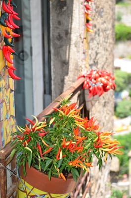 DSC_8517.JPG