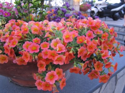 IMG_9081.JPG