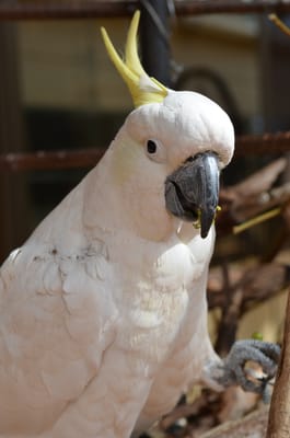 DSC_0918.JPG