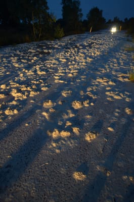 DSC_0981.JPG