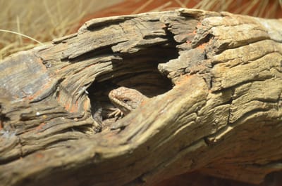 DSC_1082.JPG