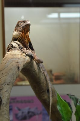 DSC_1099.JPG