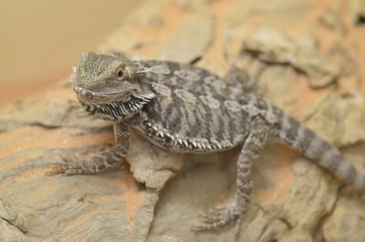 DSC_1103.JPG