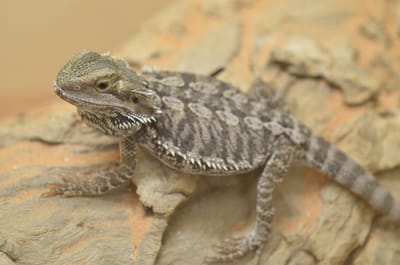DSC_1104.JPG