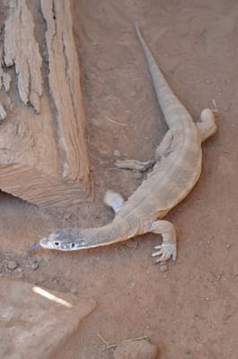 DSC_1111.JPG