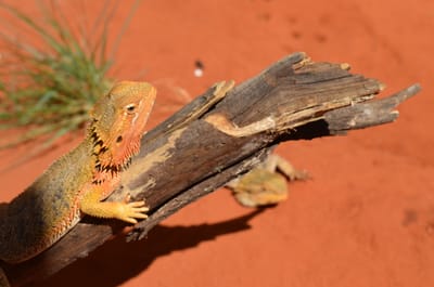 DSC_1112.JPG