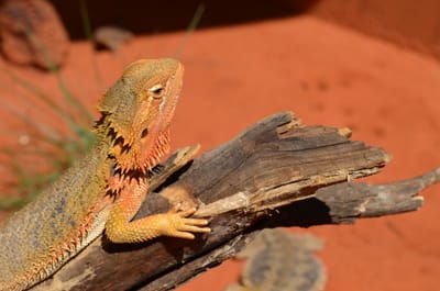 DSC_1114.JPG