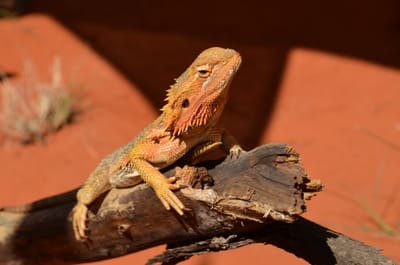 DSC_1116.JPG