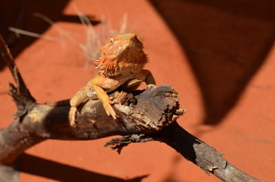 DSC_1117.JPG