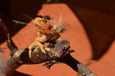 DSC_1118.JPG