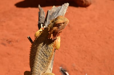 DSC_1119.JPG