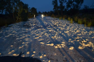 Kings Canyon Creek Flooded.JPG