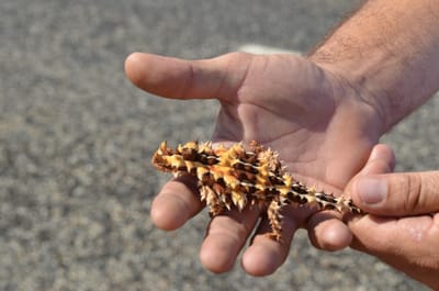 Thorny Devil.JPG