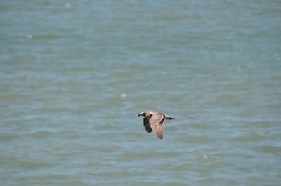 DSC_9856.JPG