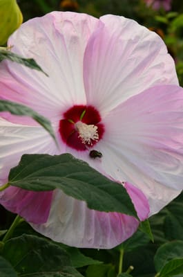 DSC_0327.JPG