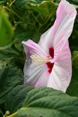 DSC_0328.JPG