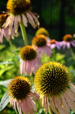 DSC_0335.JPG