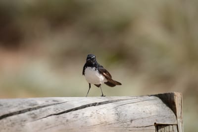 DSC_3393.JPG