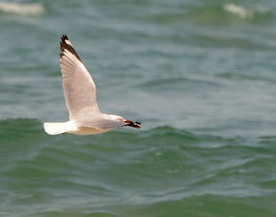 DSC_0921.JPG
