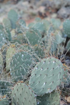 DSC_4398.JPG