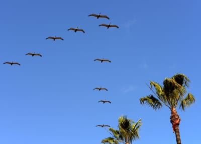 pelicans.jpg