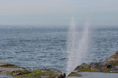 e DSC_0051 (2).jpg