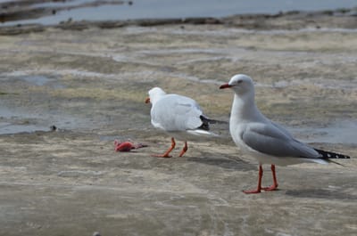 e DSC_0058.jpg